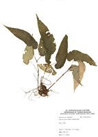 藏品(圓果秋海棠)的圖片